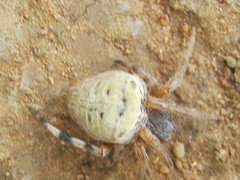Neoscona rufipalpis