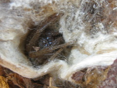 Neoscona rufipalpis