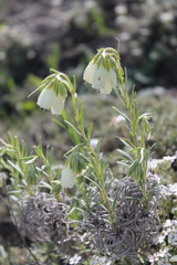 Onosma tanaitica