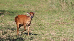 Cephalophorus natalensis