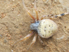 Neoscona rufipalpis