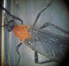 Plecia americana