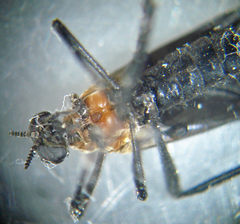 Plecia americana