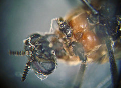 Plecia americana