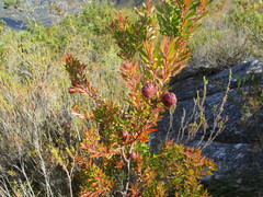 Leucadendron conicum