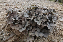 Ranunculus crithmifolius