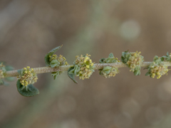 Atriplex glauca