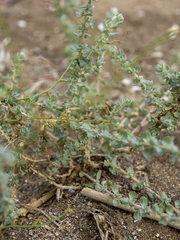Atriplex glauca