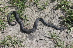Vipera nikolskii
