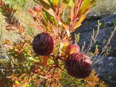 Leucadendron conicum