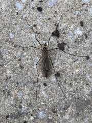 Nephrotoma pratensis