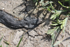 Vipera nikolskii