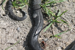 Vipera nikolskii