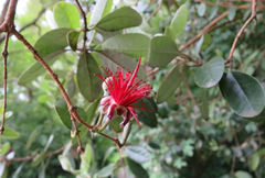 Feijoa sellowiana