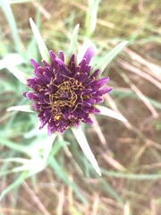 Tragopogon angustifolius