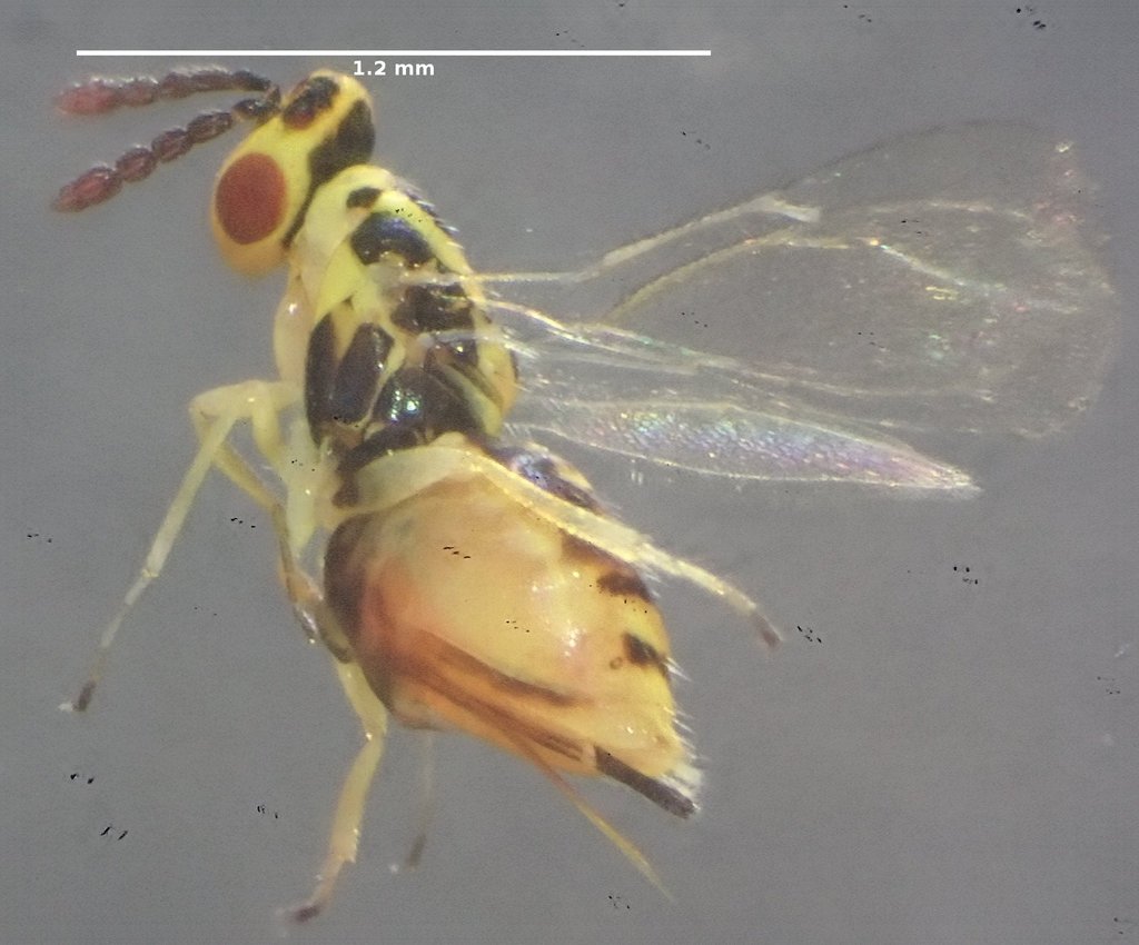 Aprostocetus tompanus