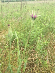 Tragopogon angustifolius