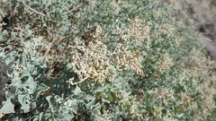 Chenopodium parabolicum