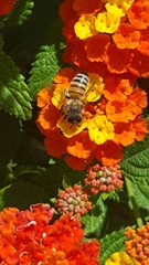 Apis mellifera