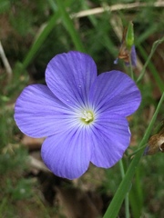 Linum narbonense