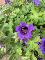 Bombus lapidarius