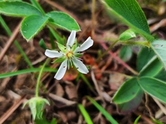 Potentilla montana