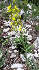 Erysimum rhaeticum