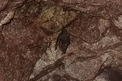 Macrotus californicus