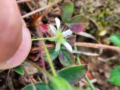 Potentilla montana