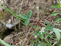 Potentilla montana