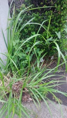 Aristolochia debilis