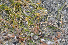 Zoysia minima