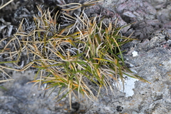 Zoysia minima