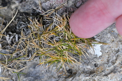 Zoysia minima