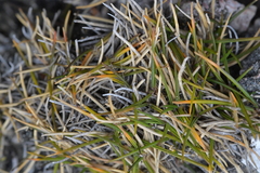 Zoysia minima
