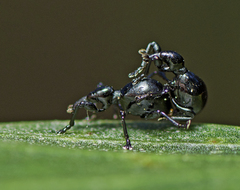 Rhynolaccus formicarius