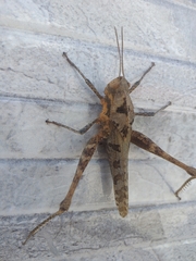 Xyleus discoideus angulatus