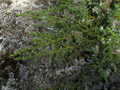 Lepidothamnus laxifolius