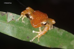 Nyctixalus pictus