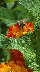 Eristalis tenax