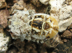 Stegodyphus dumicola