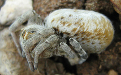 Stegodyphus dumicola