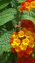 Eristalis tenax