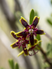 Periploca laevigata angustifolia