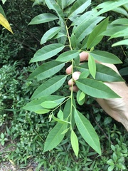 Ardisia quinquegona