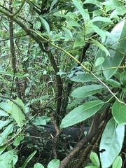 Ardisia quinquegona