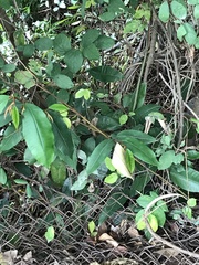Ardisia quinquegona