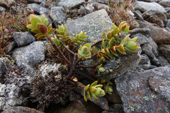 Veronica pinguifolia