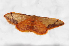 Idaea ostrinaria