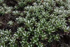 Celmisia angustifolia